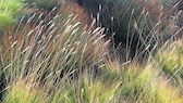 Pflanzen, die im Garten und auf der Terrasse als Windschutz dienen