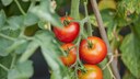Elektrische Zahnbürsten helfen bei der Tomatenzucht, aber wie?