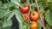 Elektrische Zahnbürsten helfen bei der Tomatenzucht, aber wie?