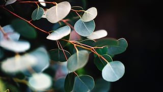 Eukalyptus anpflanzen – Tipps für den Garten, Balkon und als Zimmerpflanze