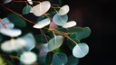 Eukalyptus anpflanzen – Tipps für den Garten, Balkon und als Zimmerpflanze