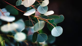 Eukalyptus anpflanzen – Tipps für den Garten, Balkon und als Zimmerpflanze