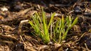 Rindenmulch im Garten