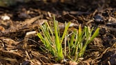 Rindenmulch im Garten