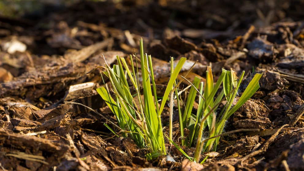 Rindenmulch im Garten