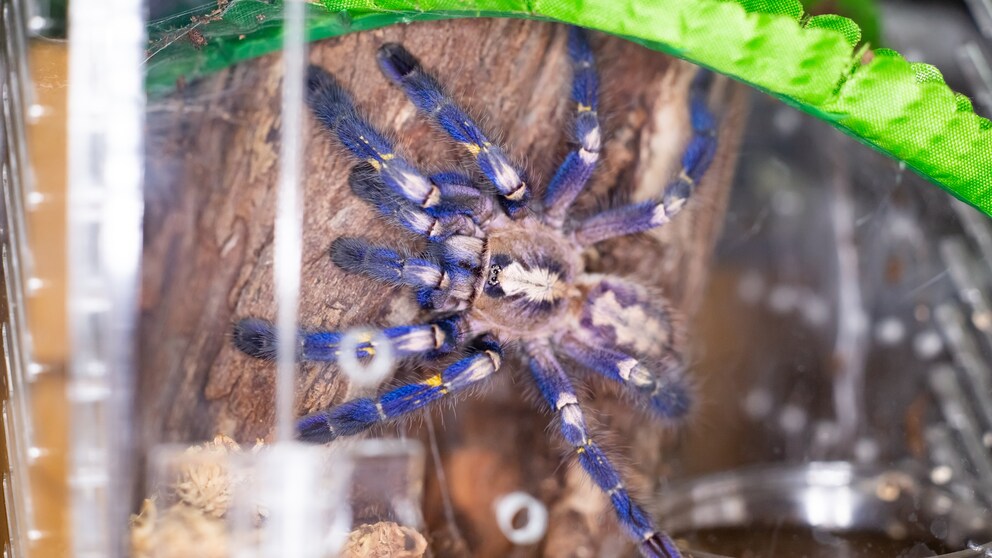 Terrarium einrichten: Blaue Ornament-Vogelspinne