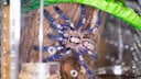 Terrarium einrichten: Blaue Ornament-Vogelspinne
