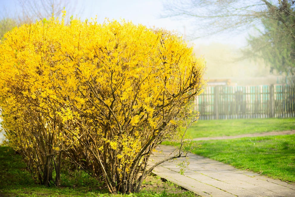 Forsythie als Windschutz im Garten