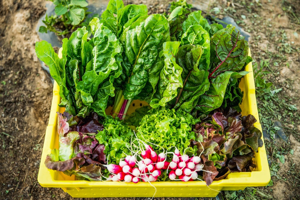 Mangold in einer gelben Kiste zusammen mit Radieschen und Salat