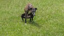 Hund kackt auf Wiese
