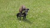 Hund kackt auf Wiese