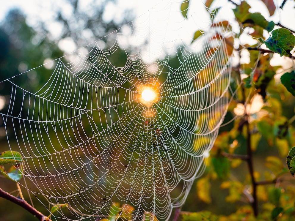 Altweibersommer: Spätsommerlich scheint die Sonne durch ein Spinnennetz