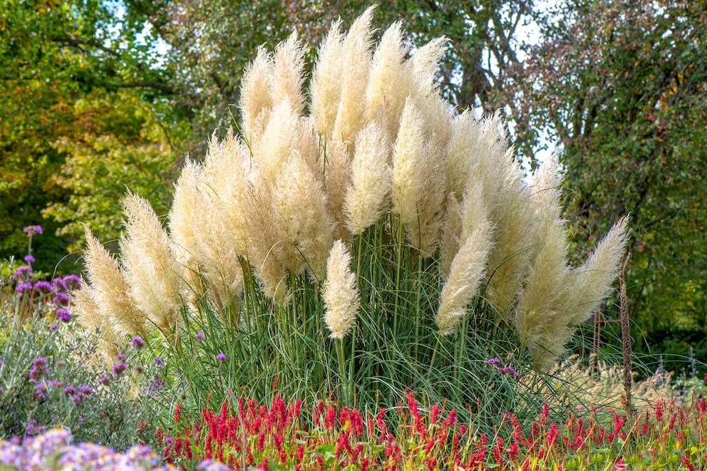 Gräser als Windschutz: Pampas Gras mit