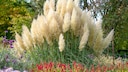 Pampasgras im Garten neben anderen Blumen