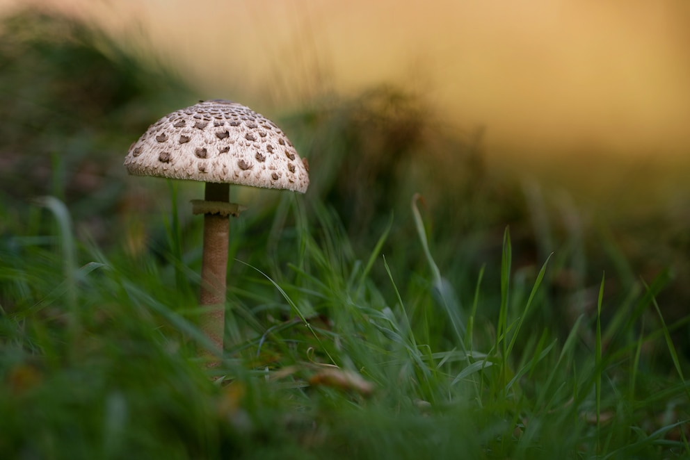 Detailansicht Gemeiner Riesenschirmling im Gras wachsend