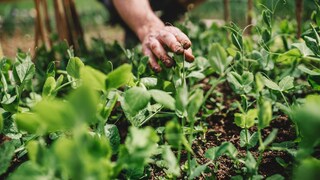 Wie geht biologisches Gärtnern?