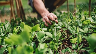 Wie geht biologisches Gärtnern?