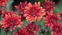 Chrysanthemen