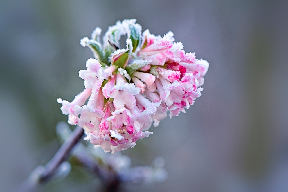 Pflanzen Winter: Seidelbast mit rosa Blüten