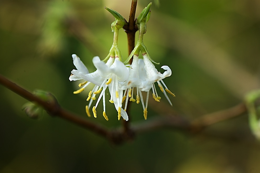 Pflanzen Winter: Duftheckenkirsche mit herunterhängender weißen Blüte