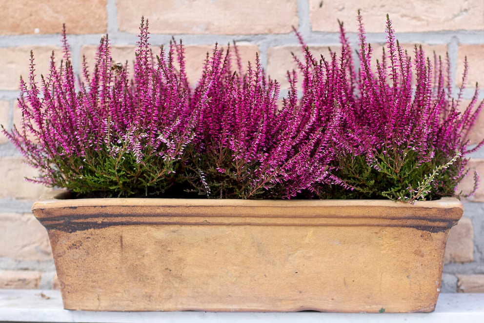 Heidekraut im Garten oder auf dem Balkon: Planz- und Pflegetipps