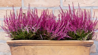 Heidekrautpflanzen in einem Blumenkasten vor einer Backsteinmauer