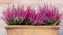 Heidekrautpflanzen in einem Blumenkasten vor einer Backsteinmauer