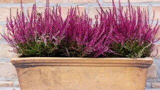 Heidekrautpflanzen in einem Blumenkasten vor einer Backsteinmauer