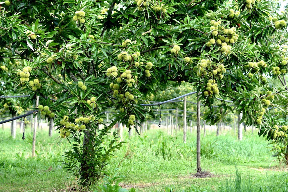 Esskastanie als Gartenbaum