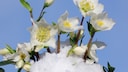 Pflanzen für Balkon und Garten, die im Winter blühen