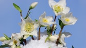 Pflanzen für Balkon und Garten, die im Winter blühen