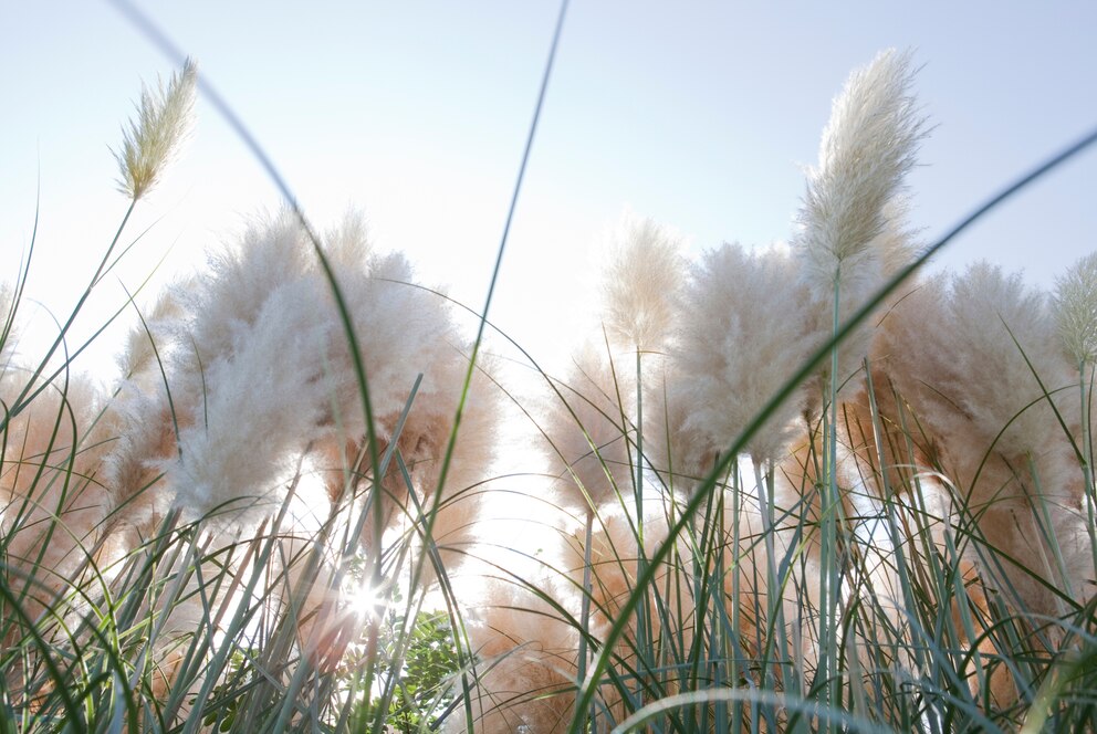 Pampasgras vor blauem Himmel