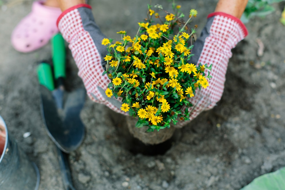 Eine Frau trägt Gartenhandschuhe und hält einen Blumentopf mit gelb blühenden Blumen in den Händen