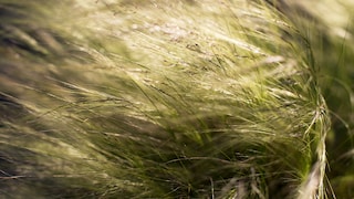 Federgras im Garten anpflanzen und pflegen