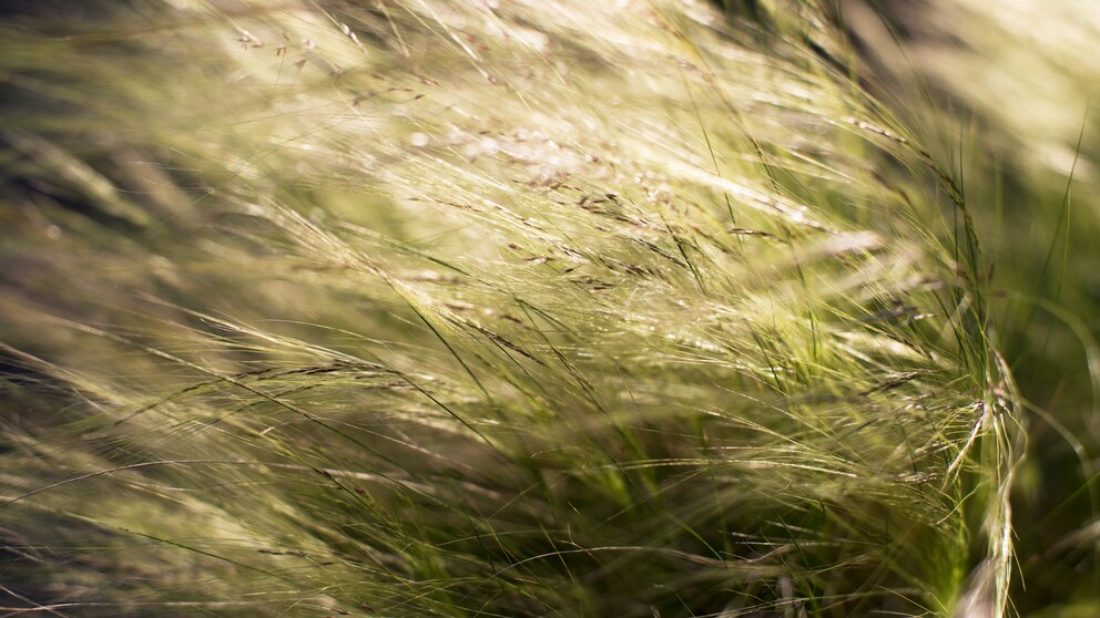 Federgras im Garten anpflanzen und pflegen