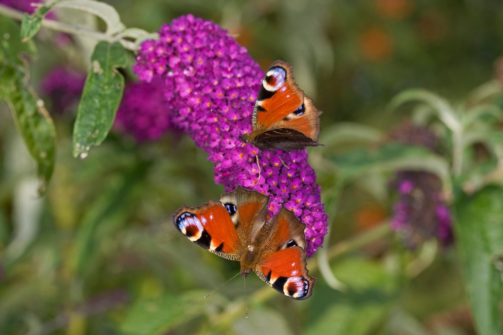 Sommerflieder: Zwei Schmetterlinge sitzen auf der violetten Rispe eines Sommerflieders