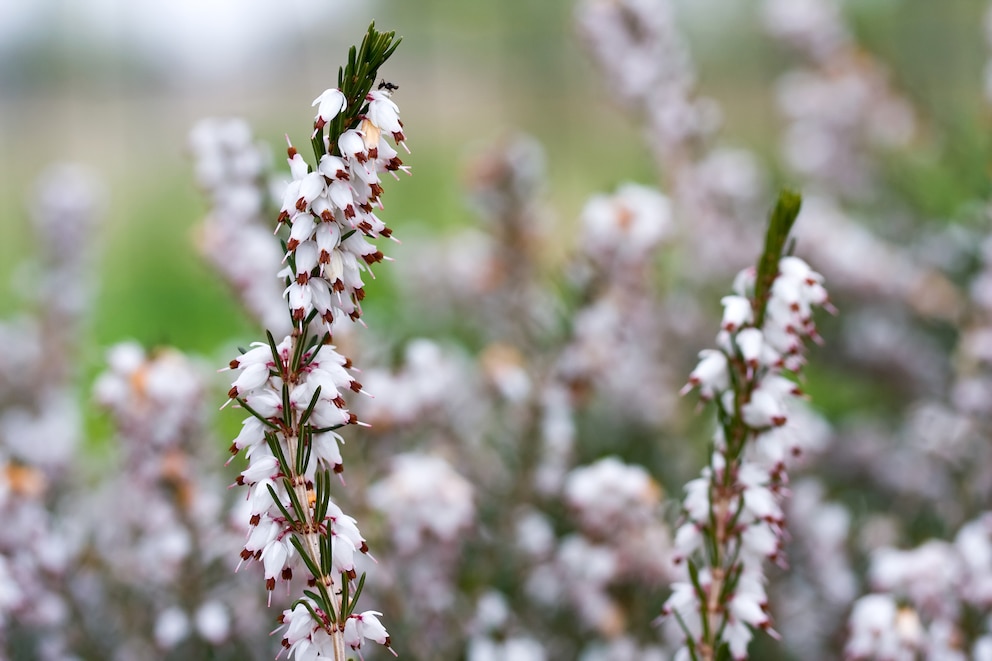 Detailansicht Schneeheide mit weißen Blüten