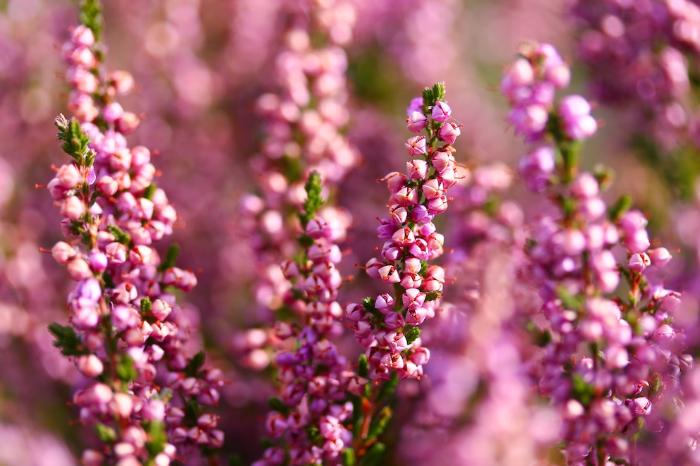 Detsailansicht Calluna vulgaris