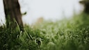 Starkregen im Garten schadet Pflanzen und Früchten