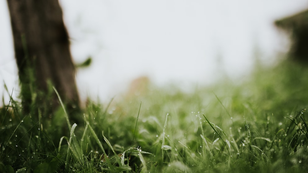 Starkregen im Garten schadet Pflanzen und Früchten