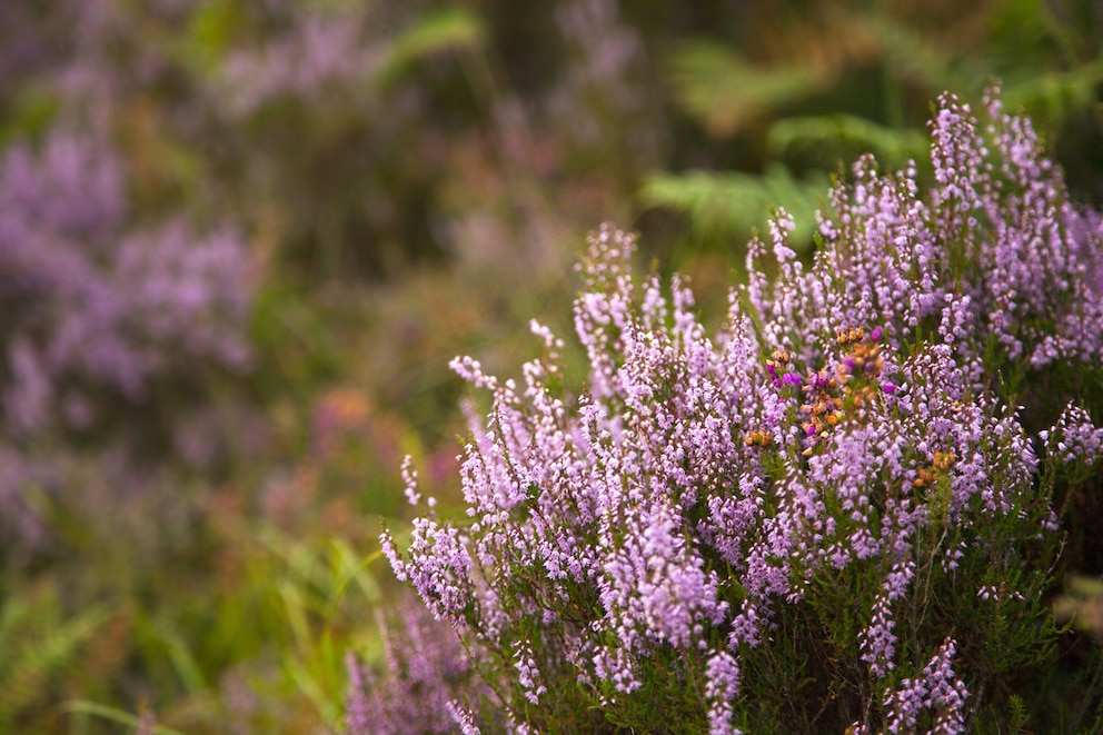 Detailansicht Erica gracilis