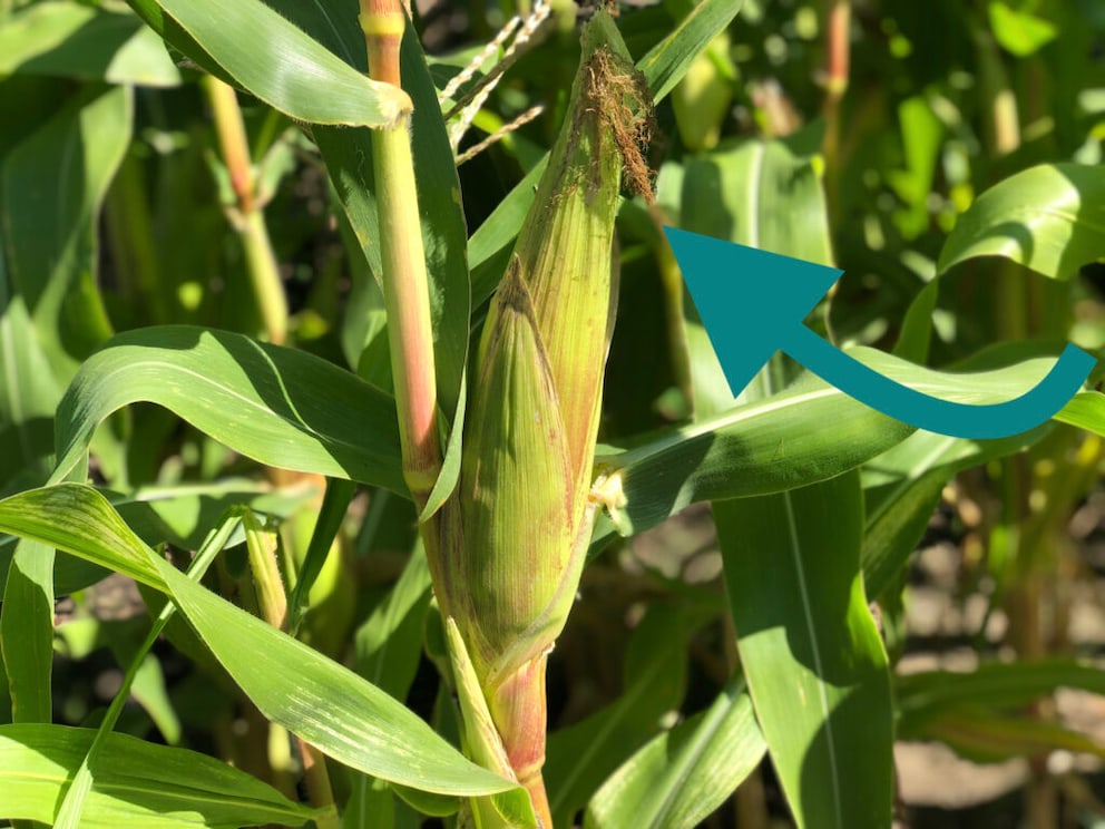 When the silk threads turn brown, the corn is ripe