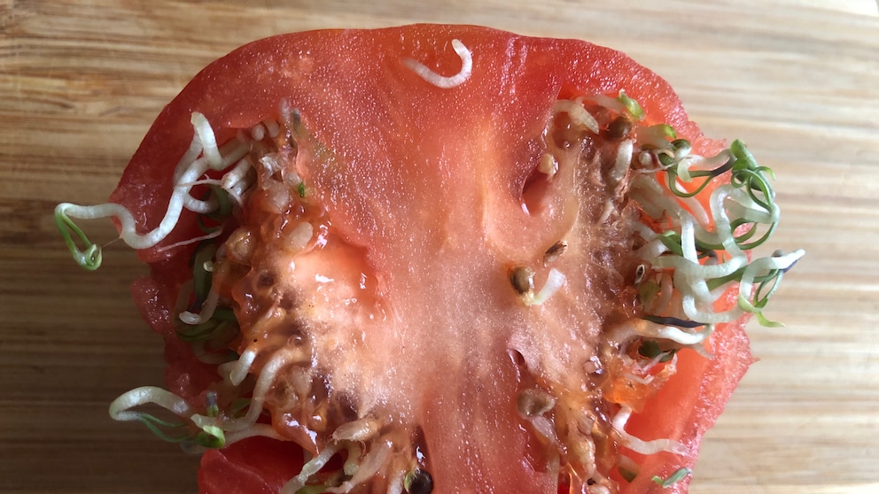 Viviparie: Sprossen keimen aus einer aufgeschnittenen Tomate