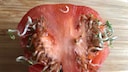 Viviparie: Sprossen keimen aus einer aufgeschnittenen Tomate