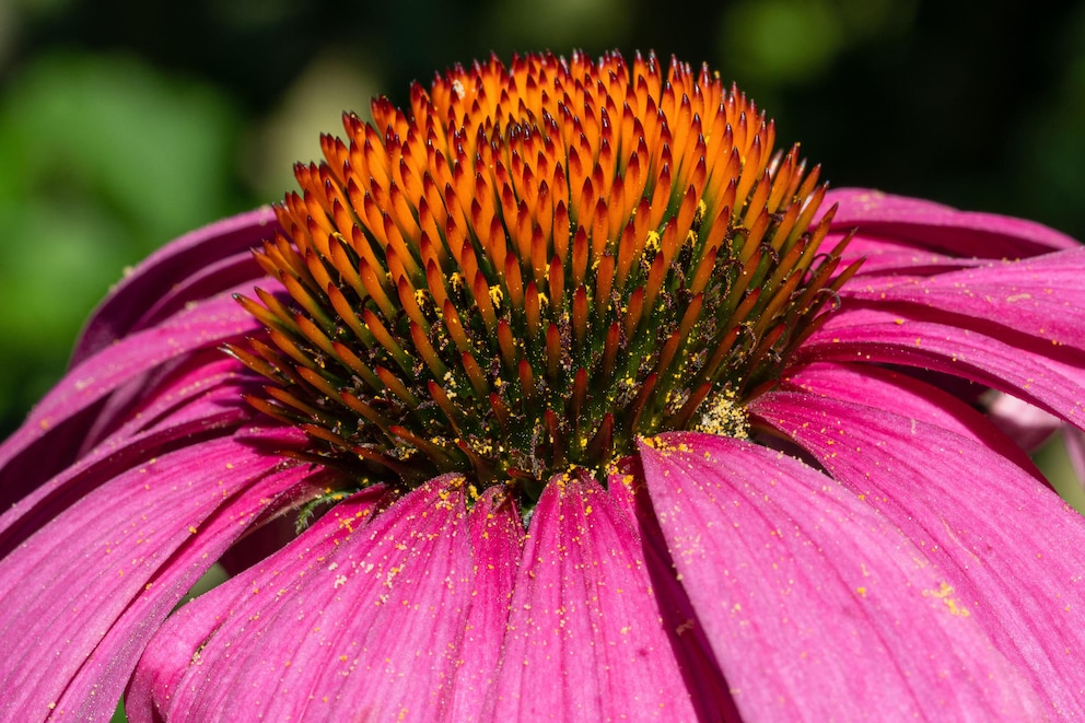 Sonnenhut Herbst: Echinacea mit purpurnen Blüten und stacheliger Blütenmitte