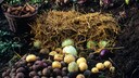 Gemüse, Kohlsorten und Rote Beete in einer Erdmiete.