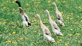 Laufenten im Garten halten und gegen Schnecken vorgehen