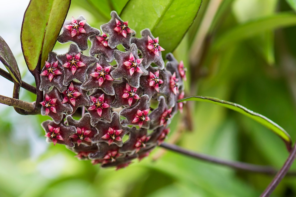 Detailansicht Blüte Wachsblume