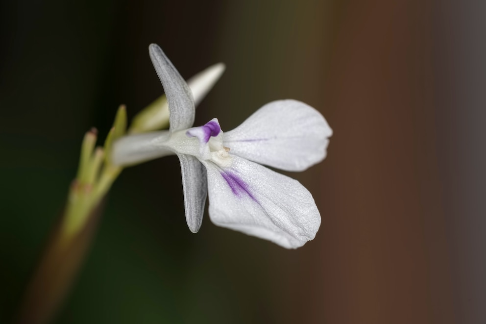 Die weiße, sternförmige Blüte einer Grünlilie