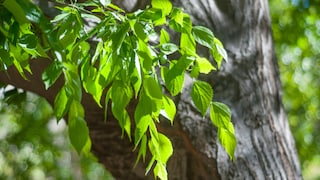 Ulmen im Garten anpflanzen und pflegen